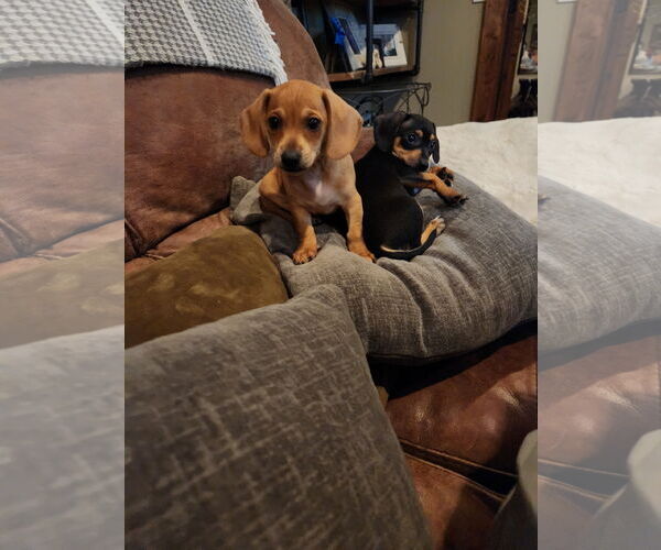 Medium Photo #3 Chihuahua-Unknown Mix Puppy For Sale in Aurora, CO, USA