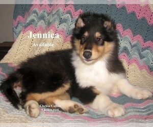 Collie Puppy for sale in ALTURAS, CA, USA