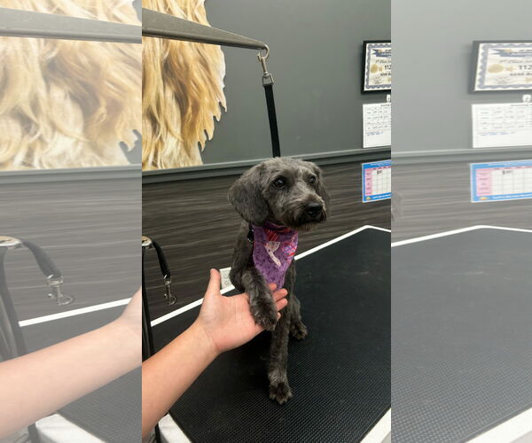 Medium Photo #6 Mutt Puppy For Sale in Westmont, IL, USA