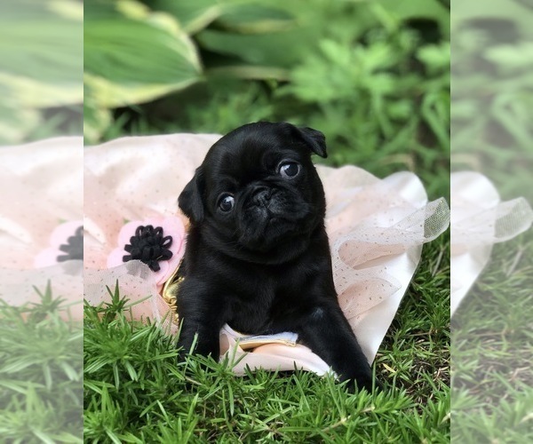 Medium Photo #6 Pug Puppy For Sale in CANTON, CT, USA