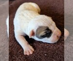 Small Photo #3 American Bulldog Puppy For Sale in MILLS RIVER, NC, USA
