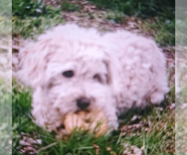 Medium Photo #1 Maltipoo Puppy For Sale in INCHELIUM, WA, USA