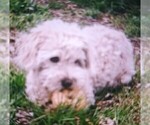 Small Photo #1 Maltipoo Puppy For Sale in INCHELIUM, WA, USA