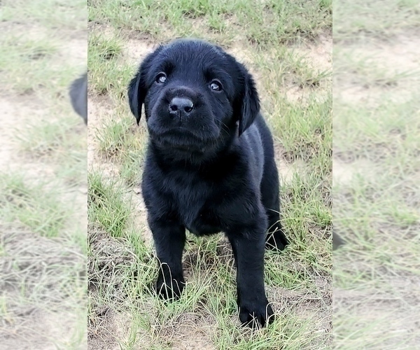 Medium Photo #3 Labrador Retriever Puppy For Sale in FORT COLLINS, CO, USA