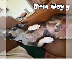 Small #36 Dachshund
