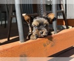 Small #5 Yorkshire Terrier