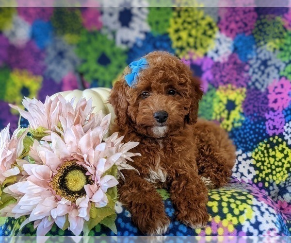 Medium Photo #10 Poodle (Miniature) Puppy For Sale in NEW PROVIDENCE, PA, USA
