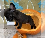 Small Photo #3 French Bulldog Puppy For Sale in ROYAL PALM BEACH, FL, USA