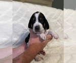 Small #4 Black and Tan Coonhound-Bluetick Coonhound Mix