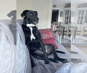 OREO - Female Labrador Retriever-Unknown Mix Dog for Adoption - Photo #4