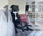 Small #3 Labrador Retriever Mix