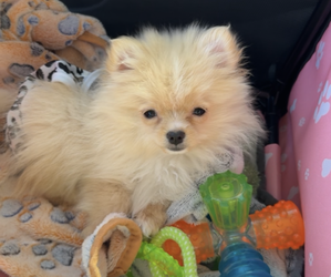 Pomeranian Puppy for Sale in DICKINSON, Texas USA