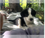 Small #1 Australian Shepherd Mix