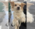 BENJAMIN - Male Chihuahua-Unknown Mix Dog for Adoption - Small photo