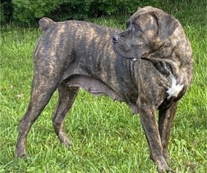 Mother of the Cane Corso puppies born on 02/27/2022