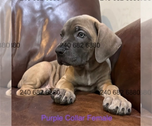 Medium Photo #6 Cane Corso Puppy For Sale in LA PLATA, MD, USA