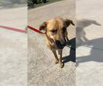 Small Shepradors
