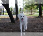Small #18 Great Pyrenees