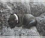 Small #7 Cane Corso