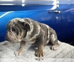 Small #5 English Bulldog