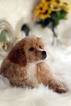 Small Photo #19 Havanese-Poodle (Toy) Mix Puppy For Sale in HOUSTON, TX, USA