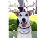 Small Carolina Dog Mix