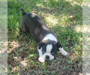 Boston Terrier Dog for Adoption in NAPLES, Florida USA