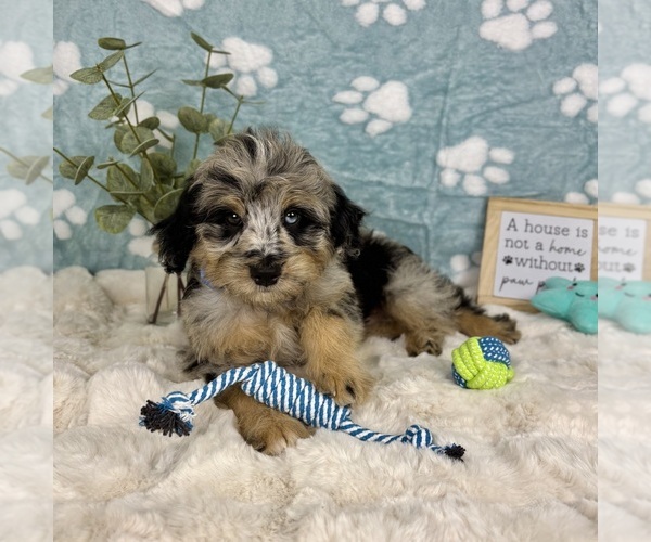 Medium Photo #4 Bernedoodle (Miniature) Puppy For Sale in NOBLESVILLE, IN, USA