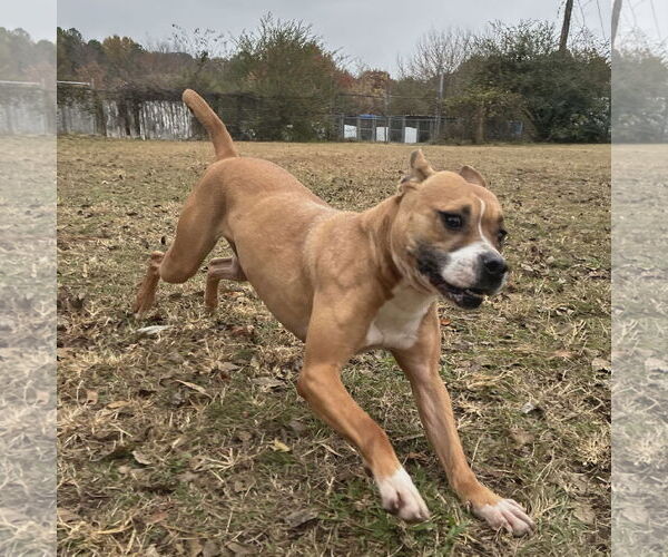 Medium Photo #7 Bull-Boxer Puppy For Sale in Anniston, AL, USA