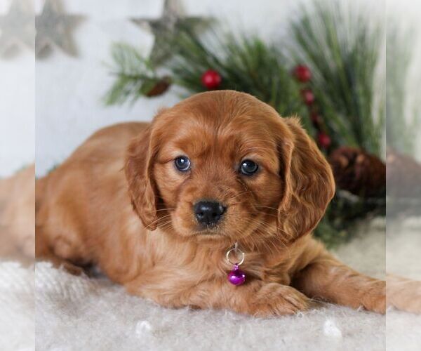 Medium Photo #1 Golden Retriever Puppy For Sale in LITITZ, PA, USA