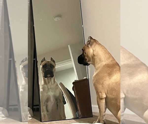 Medium Photo #1 Cane Corso Puppy For Sale in CAMBY, IN, USA