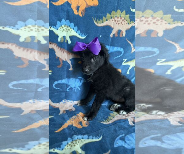 Medium Photo #2 Labrador Retriever Puppy For Sale in NYC, NY, USA