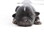 Small Photo #5 Shih Tzu Puppy For Sale in PALM COAST, FL, USA