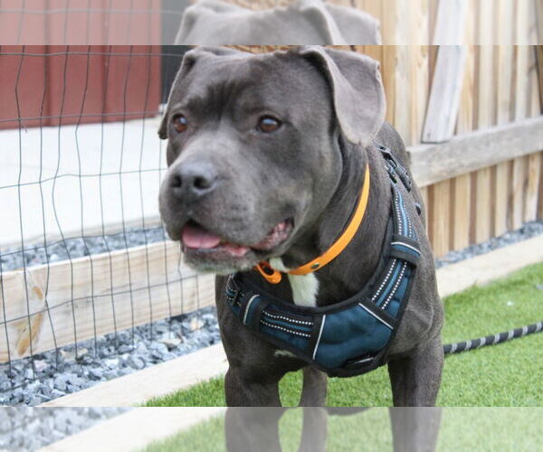 Medium Photo #2 American Pit Bull Terrier Puppy For Sale in Chestertown, MD, USA
