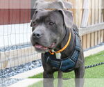 Small #1 American Pit Bull Terrier