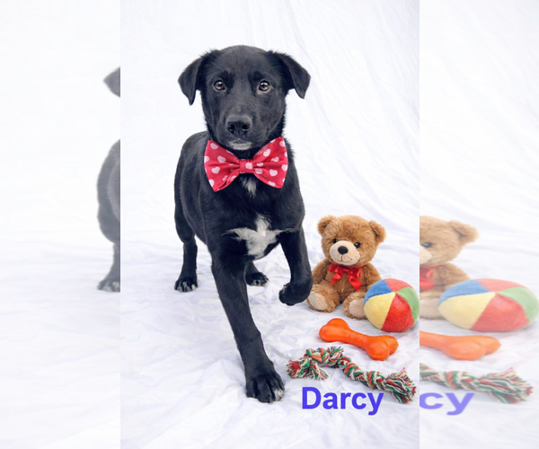 Medium Photo #3 Borador Puppy For Sale in Mt. Laurel, NJ, USA