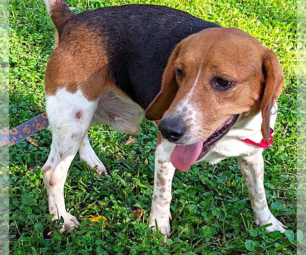 Medium Photo #9 Beagle Puppy For Sale in Dunnellon, FL, USA