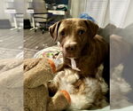 Small #2 Labrador Retriever Mix