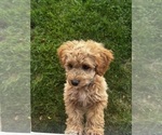 Small #4 Cavapoo (Miniature)