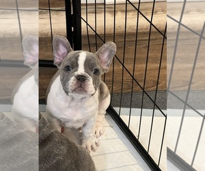 French Bulldog Puppy for sale in MANTACHIE, MS, USA