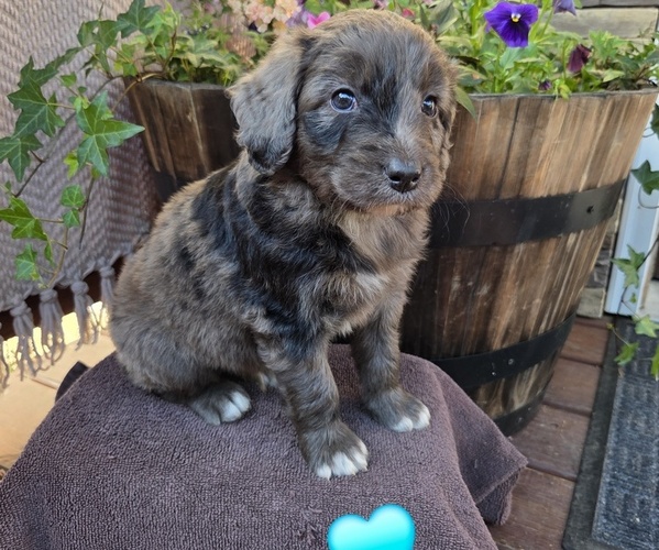Medium Photo #4 Aussiedoodle Puppy For Sale in SALISBURY, PA, USA