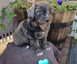Medium Aussiedoodle