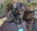 Puppy Remington Aussiedoodle