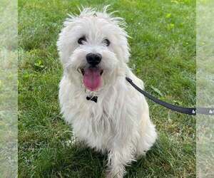 Mutt Dogs for adoption in New Oxford , PA, USA