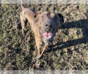 Plott Hound-Unknown Mix Dogs for adoption in Ocala, FL, USA