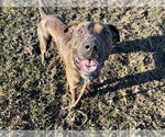 Small Plott Hound Mix