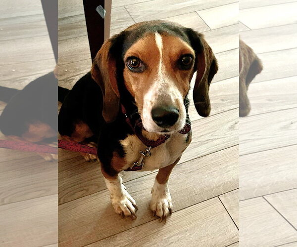 Medium Photo #4 Beagle Puppy For Sale in Dunnellon, FL, USA