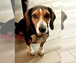 Small #3 Beagle