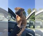 Small Black Mouth Cur