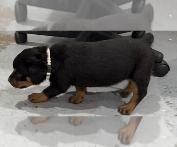 Medium Photo #5 Rottweiler Puppy For Sale in BRIGHTON, CO, USA